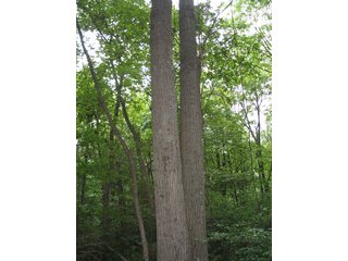 Property photo 5 - 229 +/- Acres Offered in 2 Tracts - Land Auction